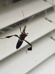 Leptoglossus zonatus