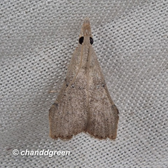 Ptychopseustis plumbeolinealis