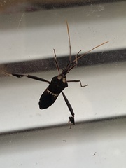 Leptoglossus zonatus