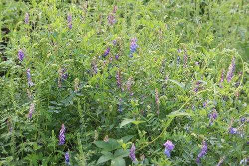 Image of Vicia amurensis by (c) Nina Filippova, some rights reserved (CC BY)