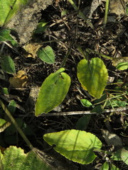 Viola ambigua