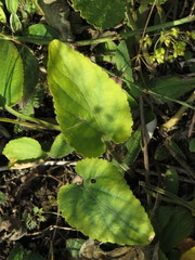 Viola ambigua