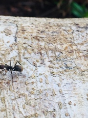 Dolichoderus quadridenticulatus