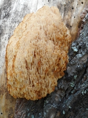 Artomyces microsporus