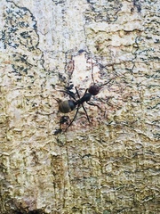 Dolichoderus quadridenticulatus