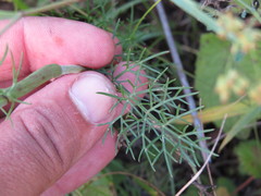 Seseli annuum
