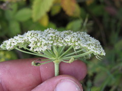 Seseli annuum