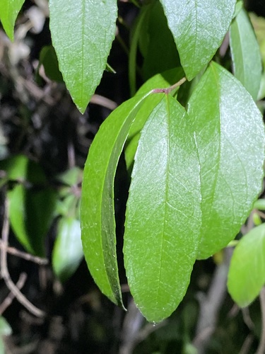 Aphanopetalum resinosum (Aphanopetalum resinosum)