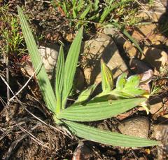 Babiana patula