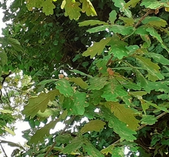 Andricus infectorius