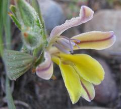 Babiana patula