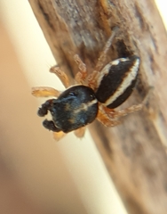 Heliophanus pistaciae