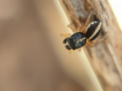 Heliophanus pistaciae