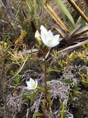 Gentianella montana montana