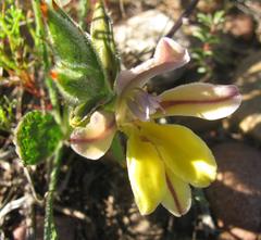 Babiana patula