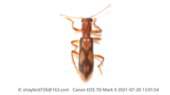 Opilo fenestratus