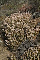 Crassula rupestris rupestris
