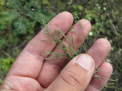 Asperula tinctoria
