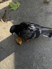 Columba livia domestica