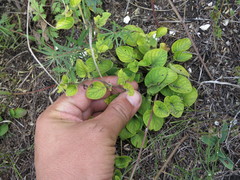Viola accrescens