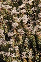 Crassula rupestris rupestris