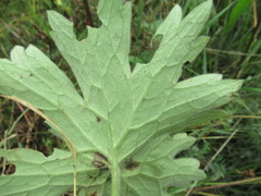 Delphinium crassifolium