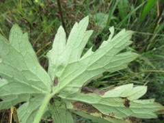 Delphinium crassifolium