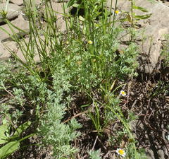 Cotula nigellifolia nigellifolia