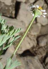 Cotula nigellifolia nigellifolia