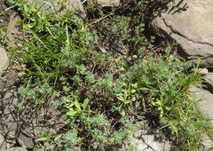 Cotula nigellifolia nigellifolia