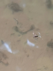 Poecilobothrus nobilitatus