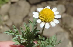 Cotula nigellifolia nigellifolia