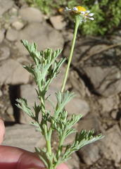 Cotula nigellifolia nigellifolia