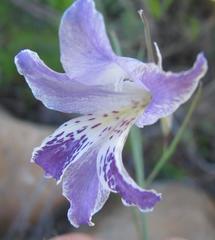 Gladiolus inflexus