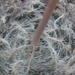 Haworthia cooperi isabellae - Photo (c) Nicola van Berkel, algunos derechos reservados (CC BY-SA), subido por Nicola van Berkel