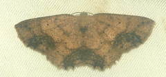 Isochromodes atristicta