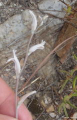 Haworthia cooperi isabellae