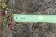 Oxalis semiloba