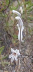 Haworthia cooperi isabellae
