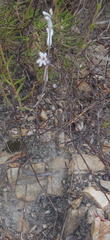 Haworthia cooperi isabellae