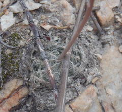 Haworthia cooperi isabellae