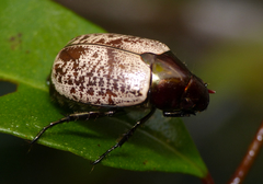 Callistethus cupricollis