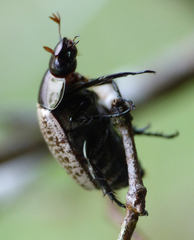 Callistethus cupricollis