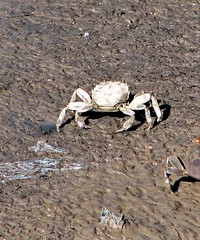 Cyrtograpsus angulatus