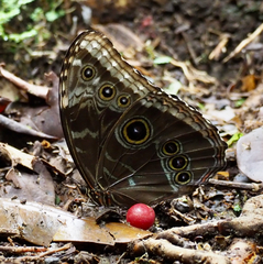 Morpho helenor narcissus