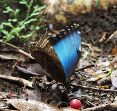 Morpho helenor narcissus