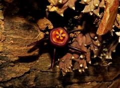 Duvalia caespitosa caespitosa