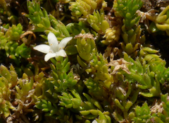 Galium perpusillum