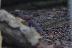 Polyplectron inopinatum