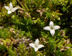Galium perpusillum